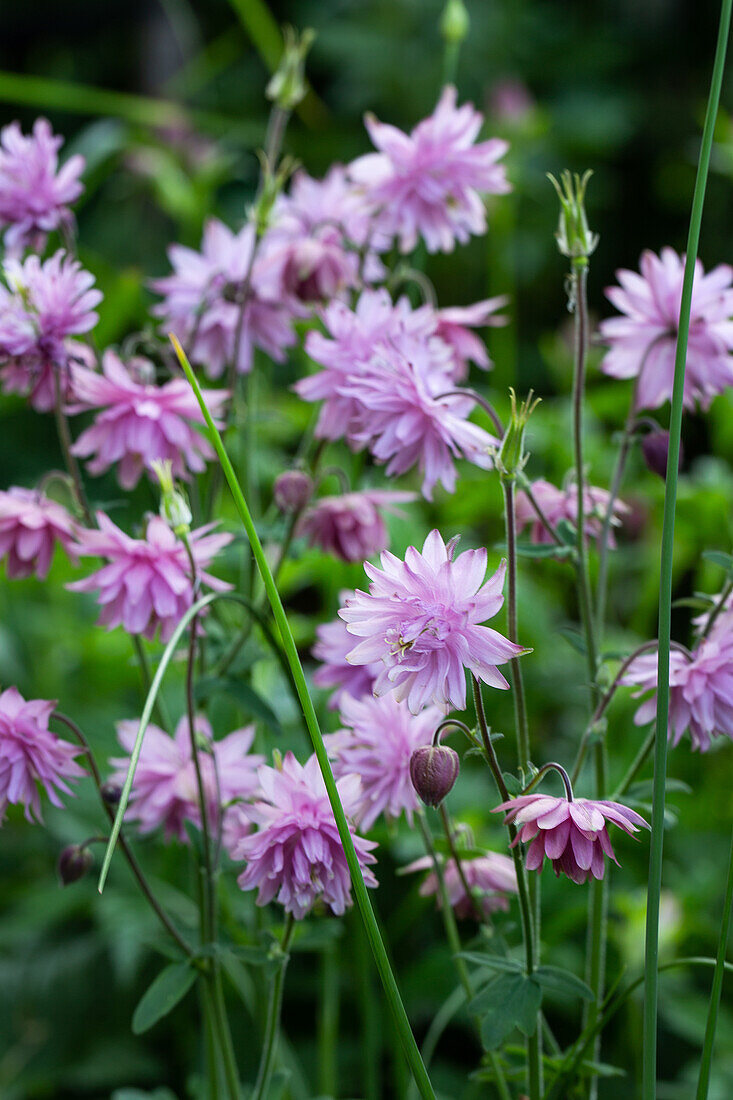 Columbine (Aquilegia) in the summer garden