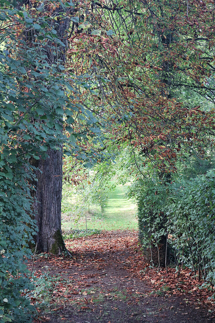 Path through autumnal trees and shrubs