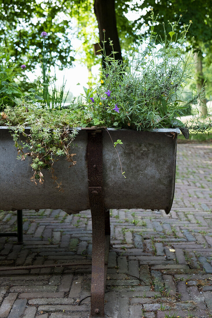 Zinkwanne mit Kräutern bepflanzt