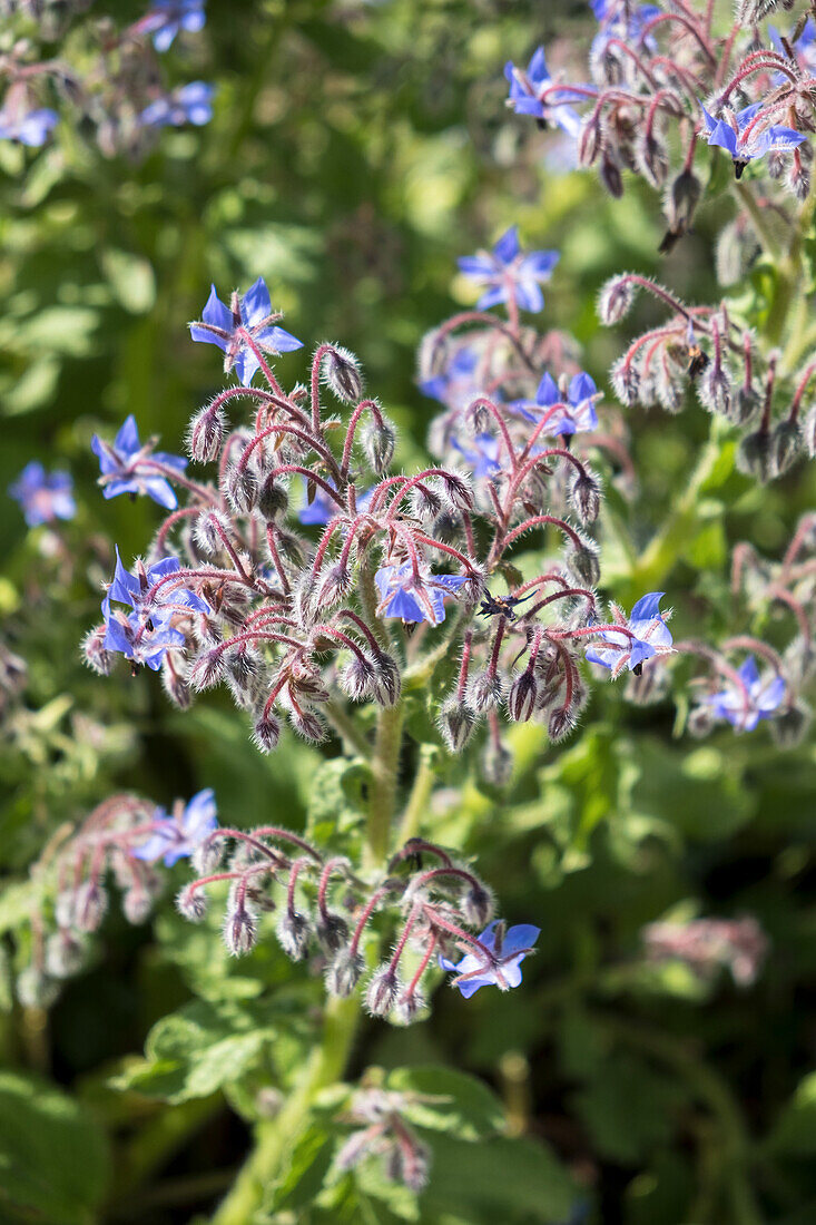 Borage in bloom