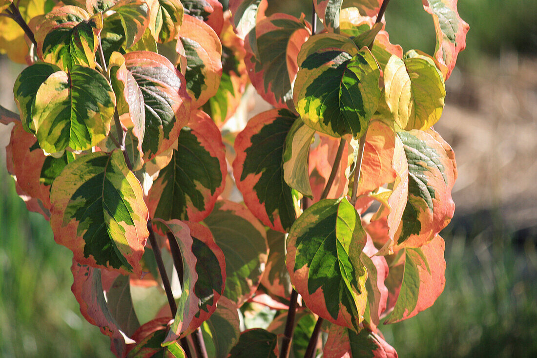 Cornus florida Rainbow (flowering dogwood)