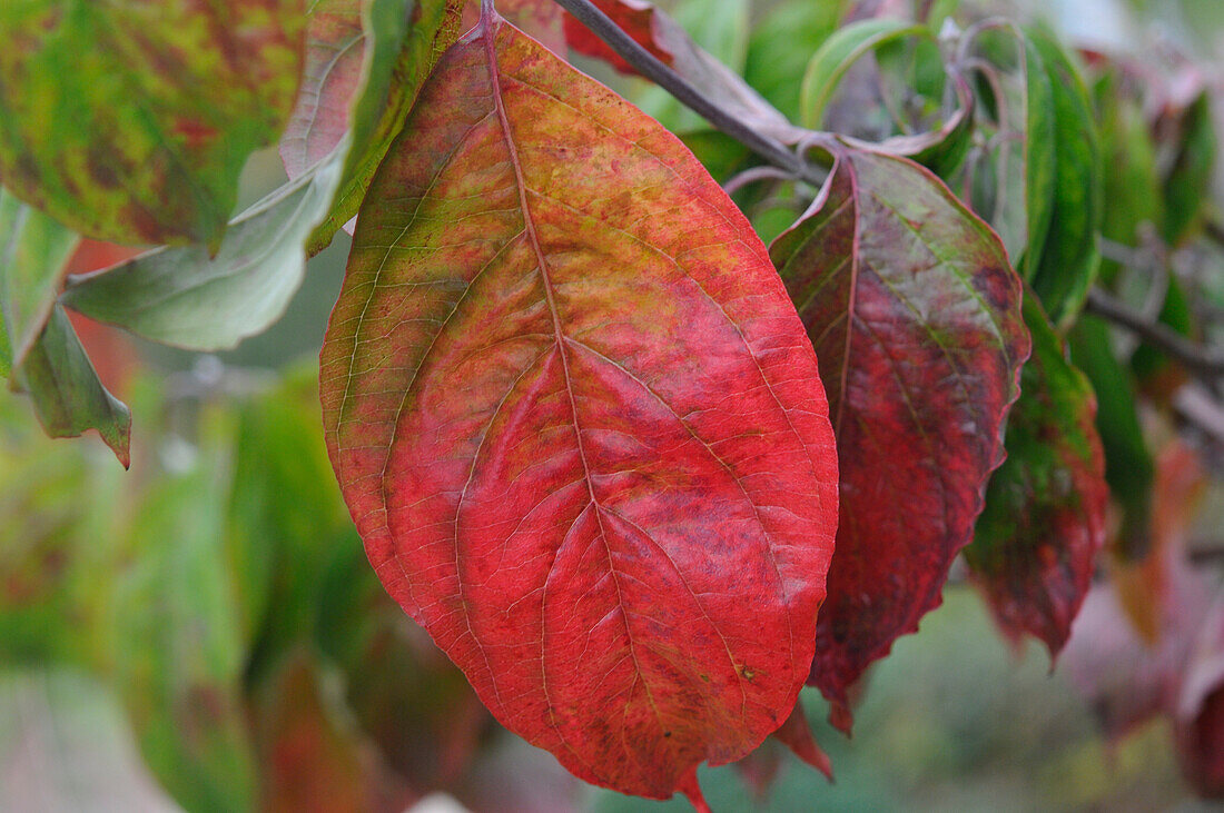 Cornus florida f. rubra (dogwood)