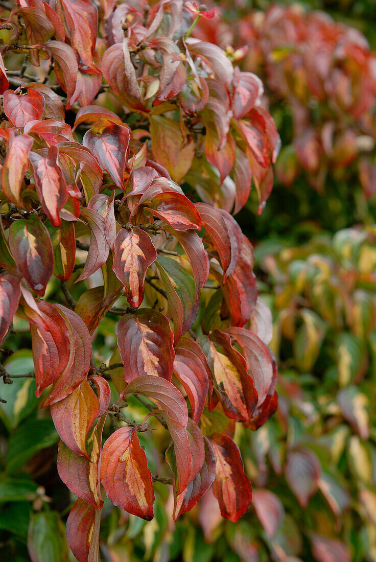 Cornus kousa (dog wood) Gold Star