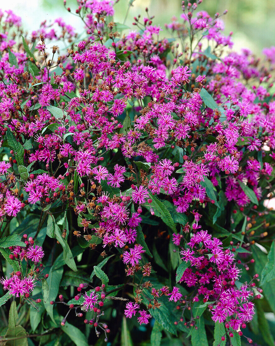 Vernonia crinita