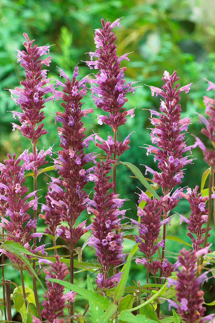 Agastache Linda (Anise Hyssop)