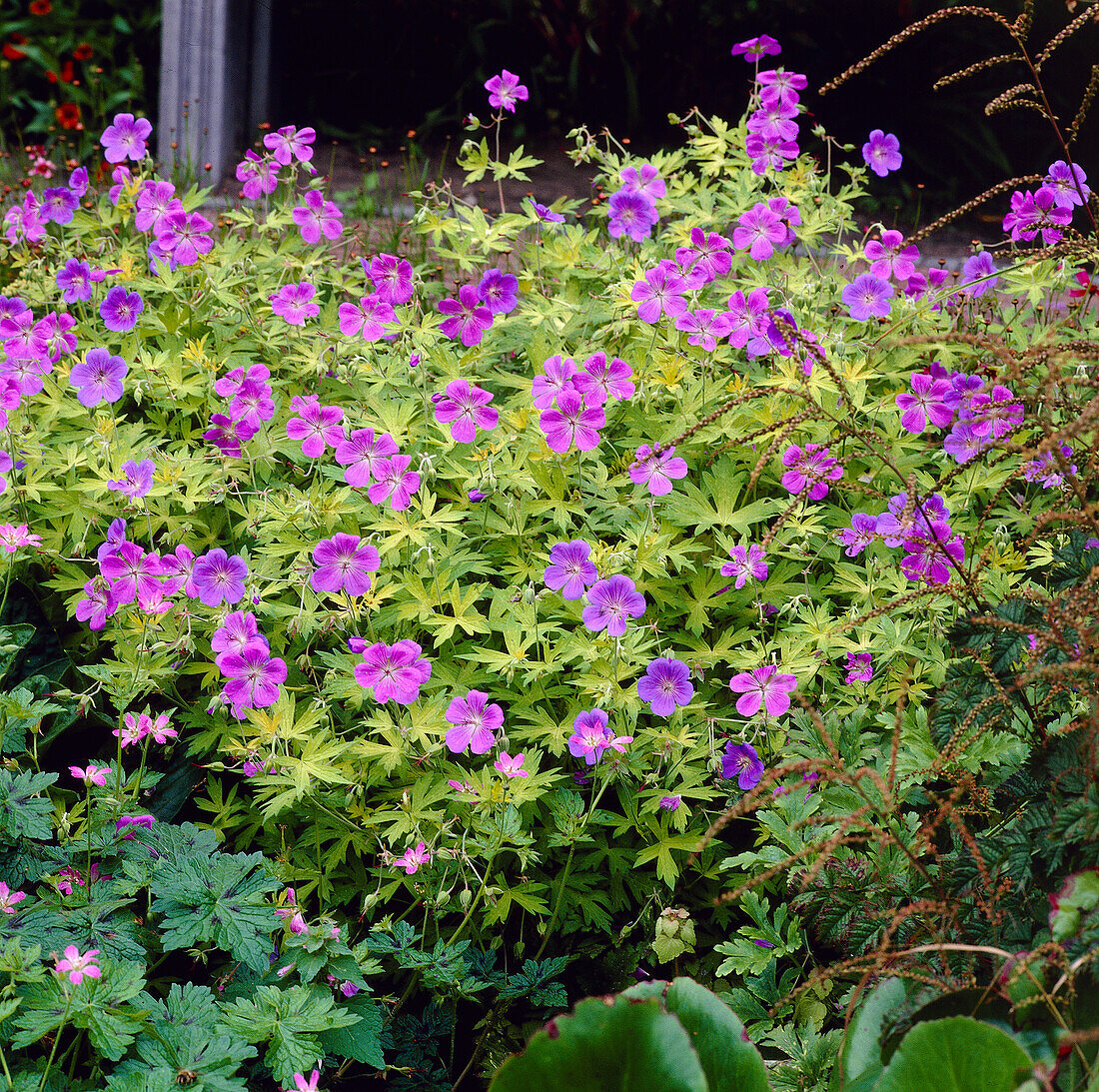 Geranium Blue Sunrise