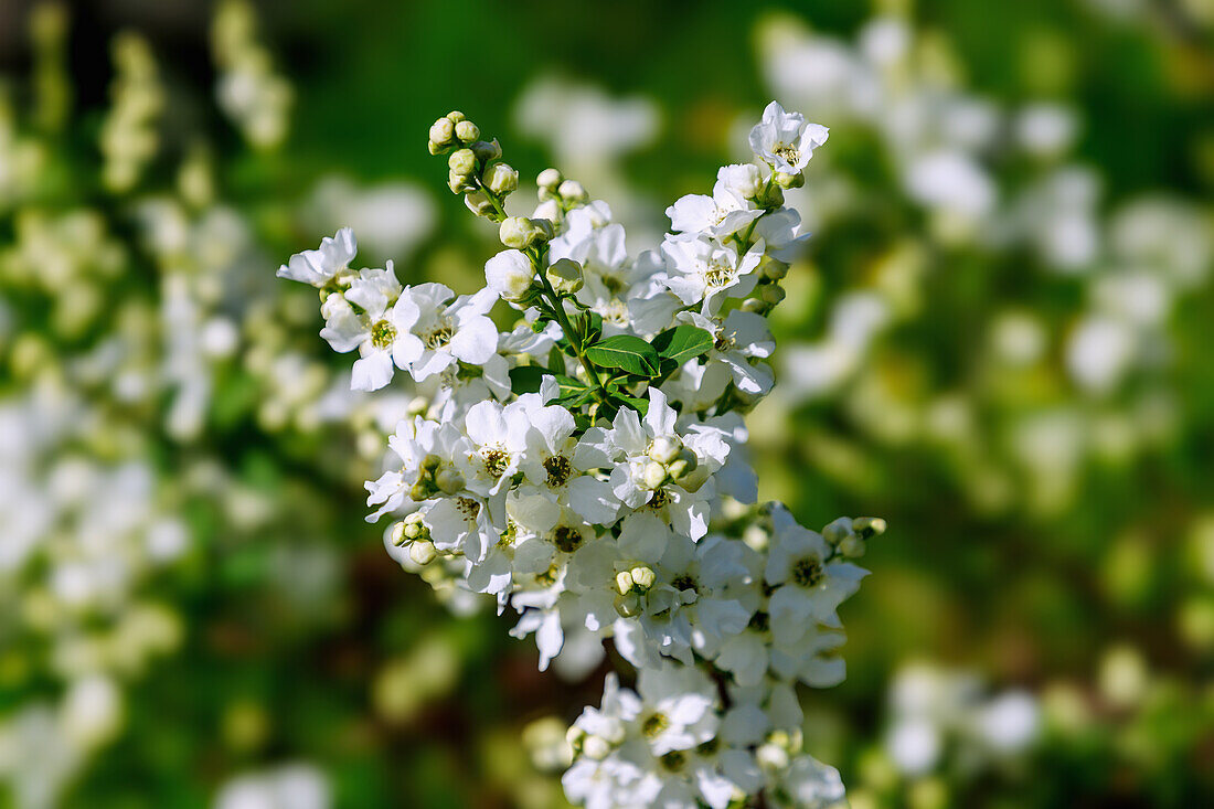 Flowering Chinese flowering lychee (Exochorda racemosa Rehder, Chinese wheel lychee, white lychee)