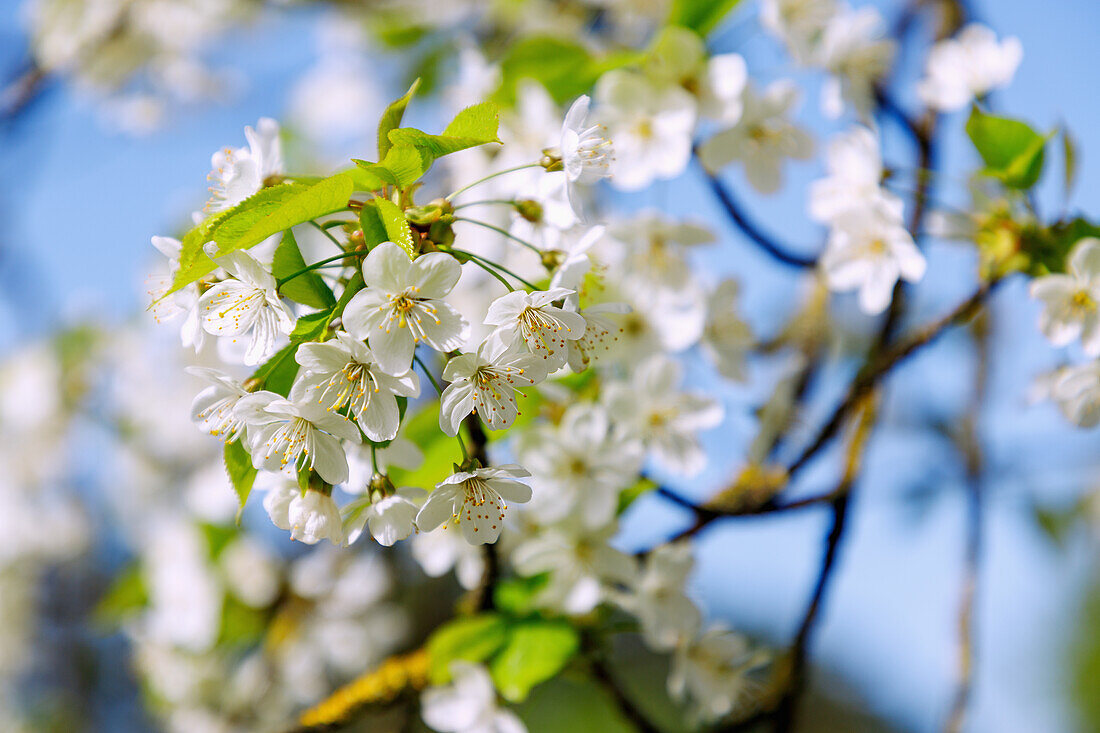 Blühende Süß-Kirsche (Prunus Avium, Süßkirche)