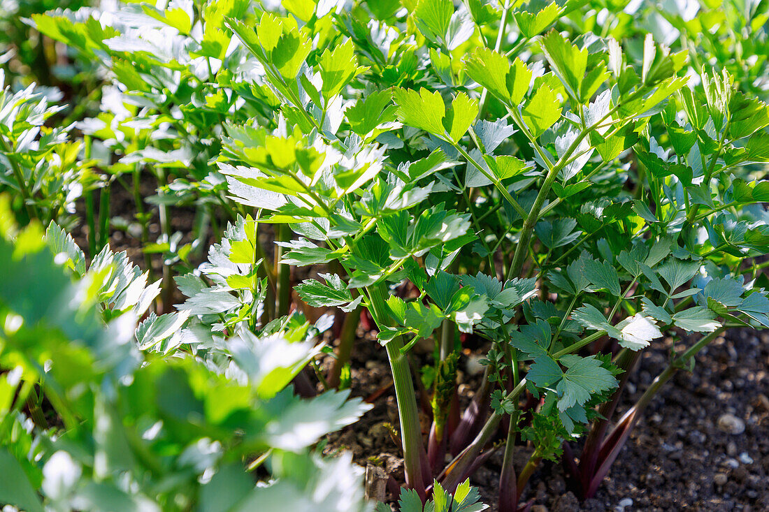 Liebstöckel (Levisticum officinale, Maggikraut, Garten-Liebstöckel) im Kräuterbeet