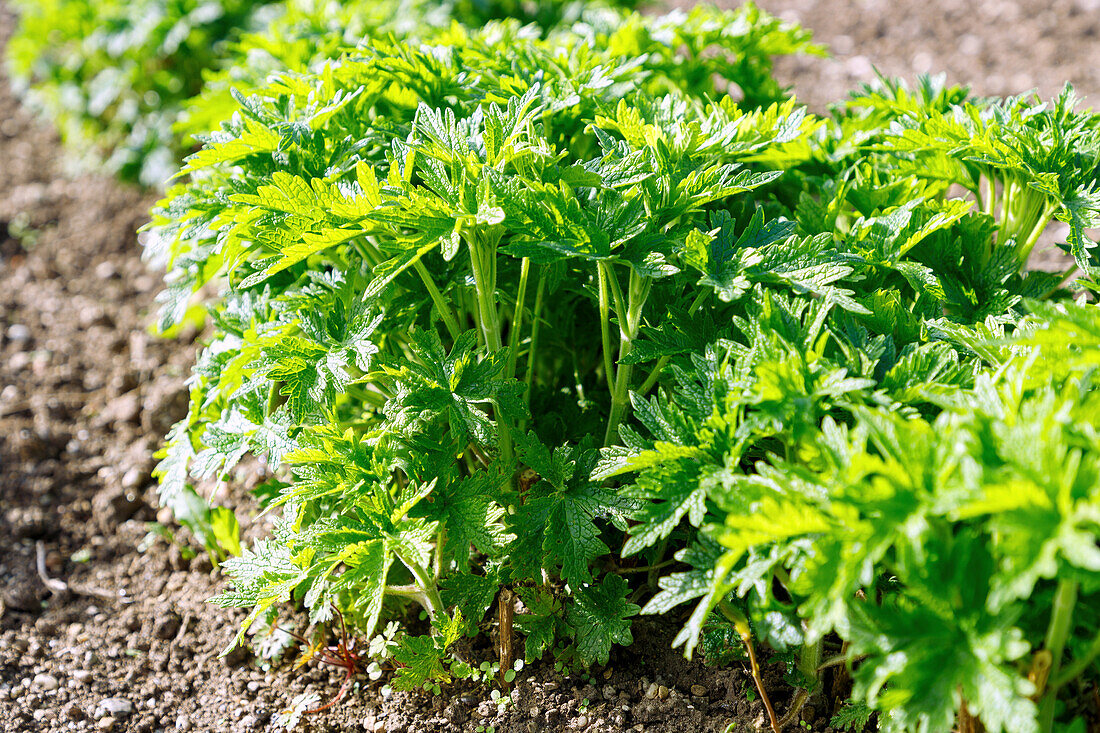 Heartwort (Leonorus cardiaca, lion's tail or heartwort, Herba Leonuri cardiacae) in the herb bed in the cottage garden