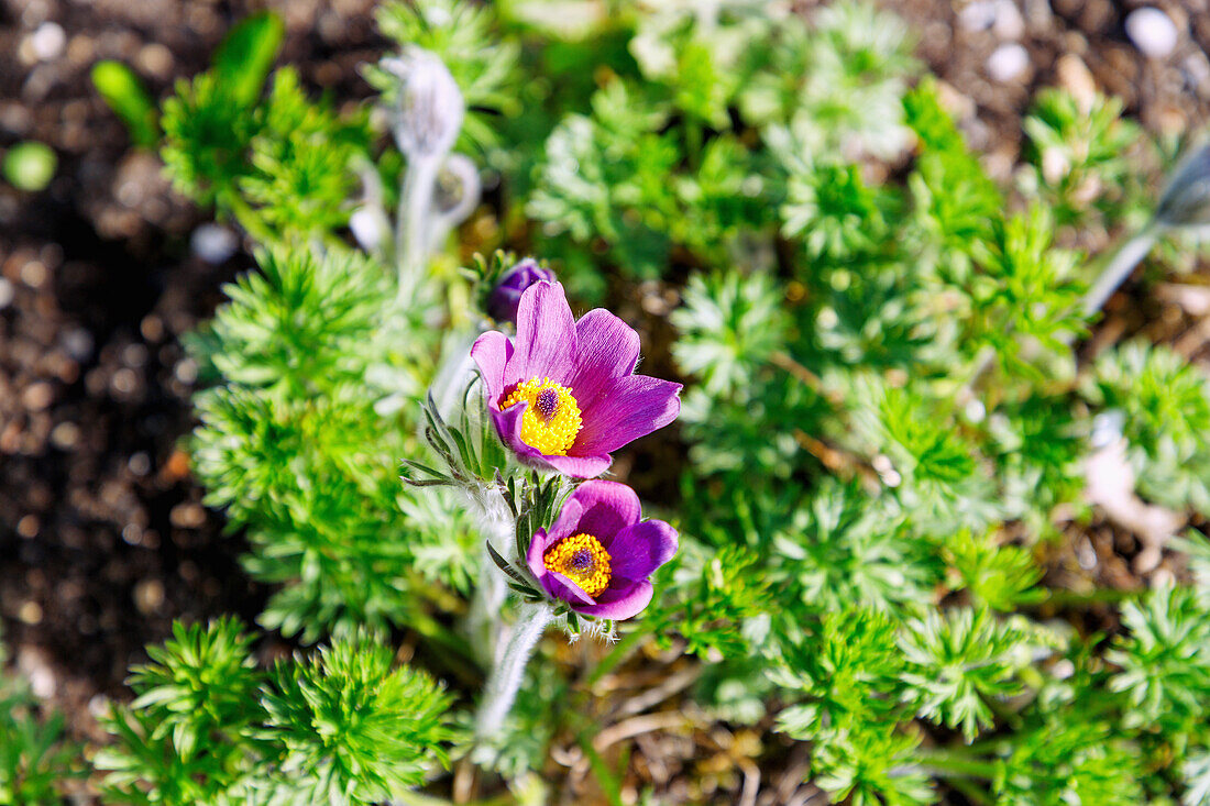 Blühende Gewöhnliche Küchenschelle (Pulsatilla vulgaris, Kuhschelle) im Garten