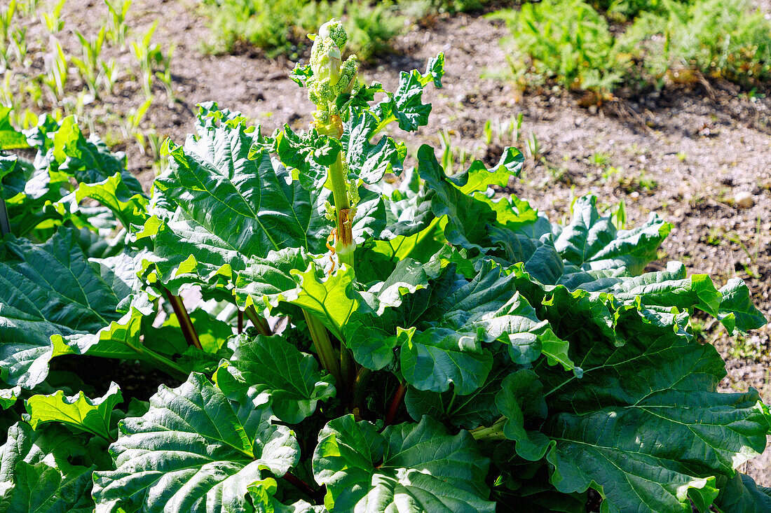 Gemeiner Rhabarber (Rheum rhabarbarum, Gewöhnlicher Rhabarber, Gemüse-Rhabarber, Krauser Rhabarber) im Gemüsegarten