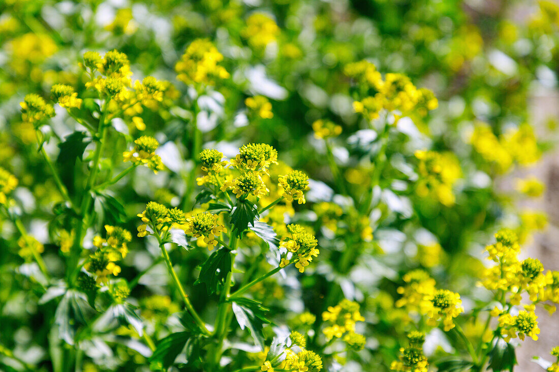 Gewöhnliches Barbarakraut (Barbarea vulgaris, Winterkresse, Echte Winterkresse, Barbenkraut, Echtes Barbarakraut) im Gemüsebeet im Garten, blühend