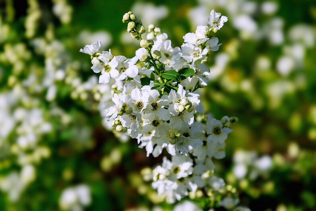 Blühende Sparrige Prunkspiere (Exochorda racemosa), Chinesische Radspiere, Weißer Fleddisch, close-up