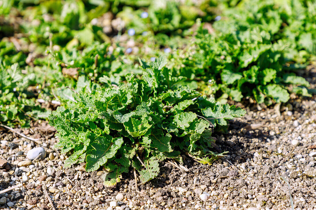 Eisenkraut Salbei (Salvia verbenaca, Eisenkraut-Salbei ) im Kräuterbeet im Garten