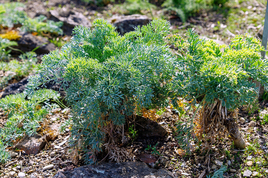 Mountain fennel (Seseli montanum, mountain sesel) in the natural garden