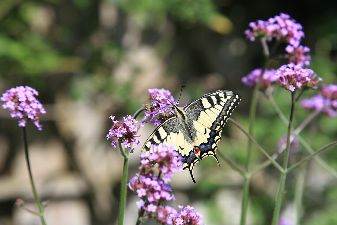 Schwalbenschwanz auf Argentinischem Eisenkraut (Verbena bonariensis)