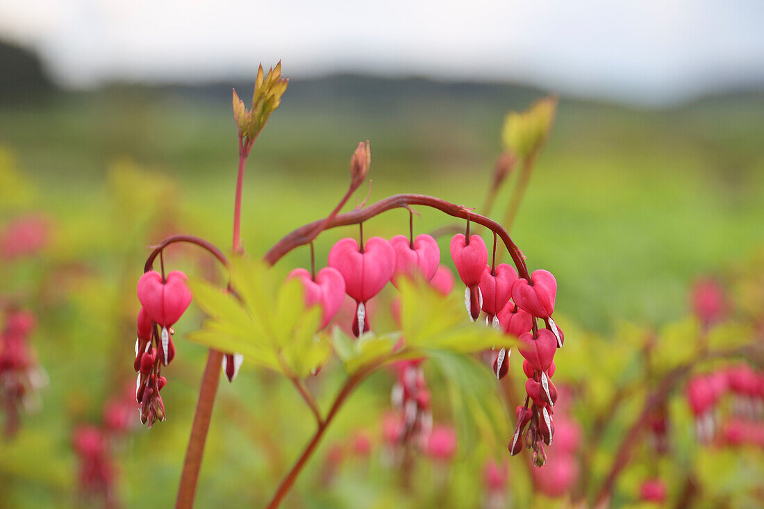 Bleeding heart (Dicentra spectabilis), flowers