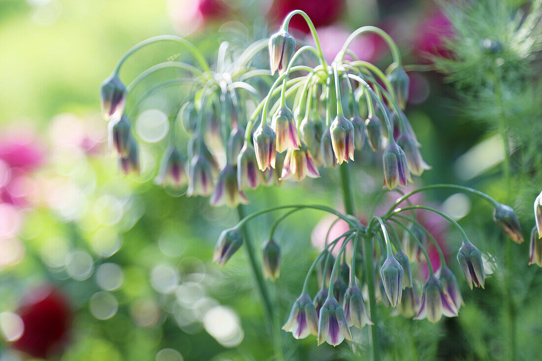 Bulgarian leek (Allium Bulgaricum), flowering in the garden