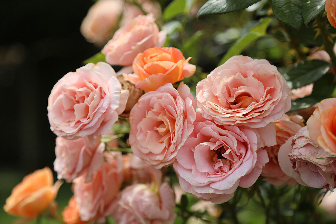 Rose 'Marie Curie', Portrait