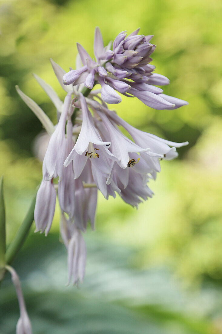 Funkienblüte (Hosta), Portrait