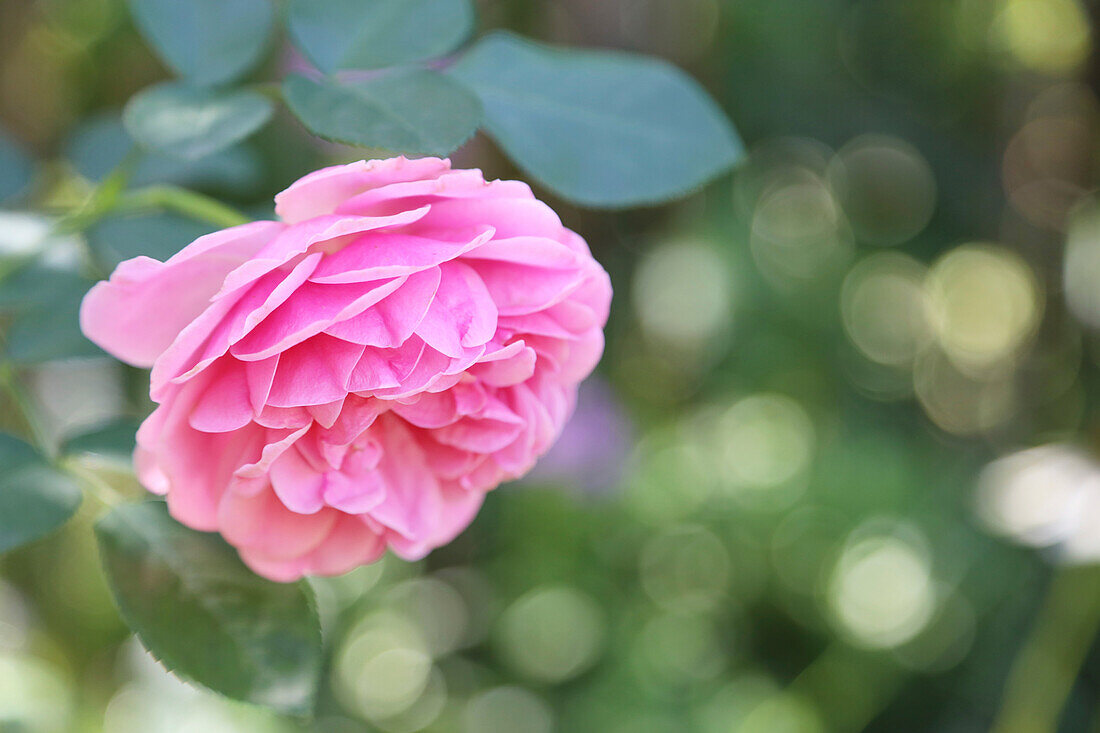 Rose blossom 'Leonardo da Vinci' (pink), portrait