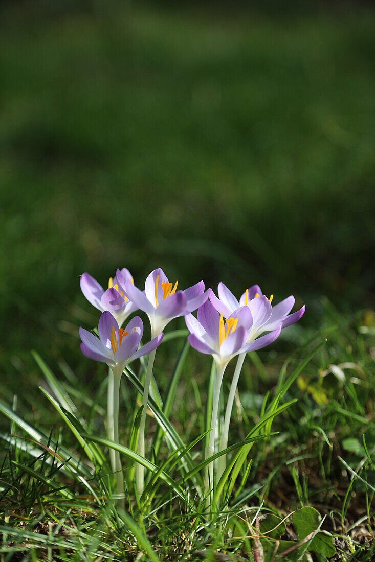 Crocuses (Crocus) in the meadow