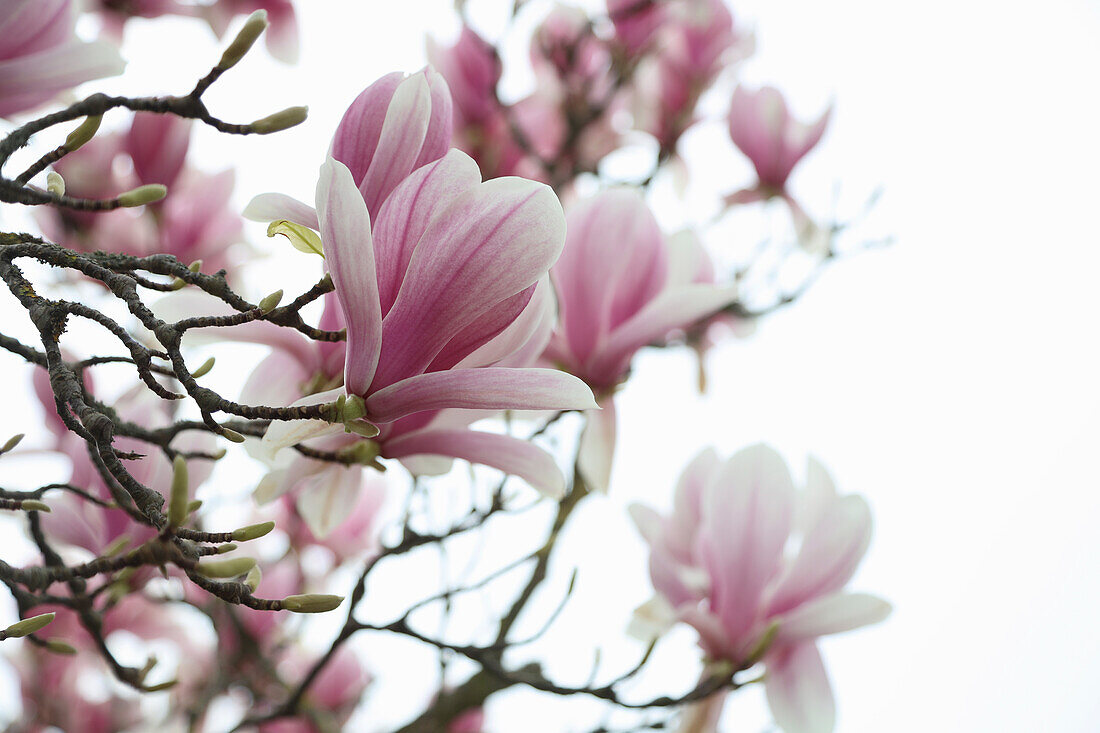 Magnolienblüten am Baum (Magnolia)