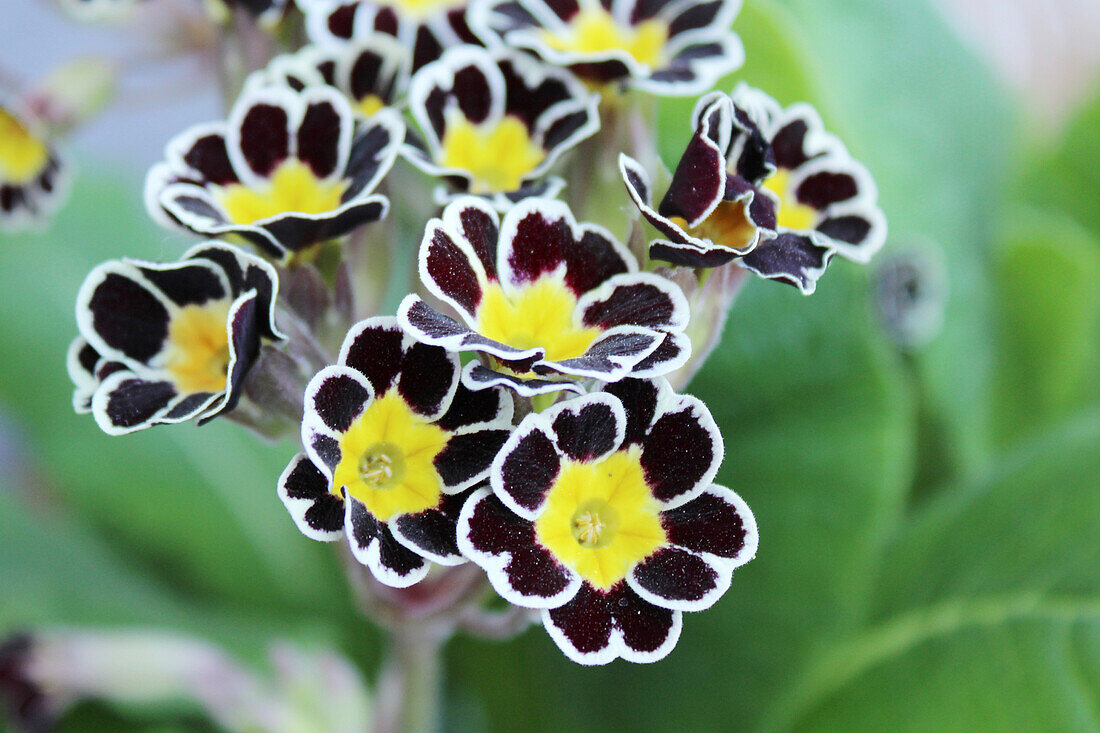 Hardy primroses (Primula acaulis), portrait