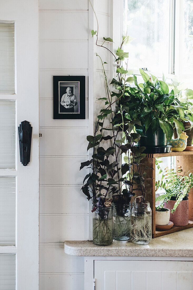 Plants in glass vases and pots on a kitchen windowsill with wooden shelf