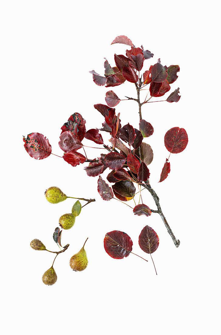 Wild pear (Pyrus pyraster) with fruit in autumn colors on a white background