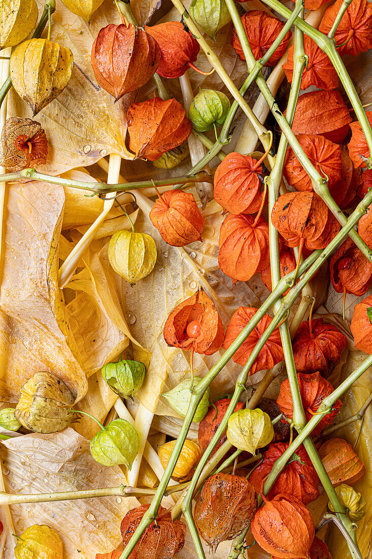 Autumn lantern flowers (Physalis alkekengi), dried flowers and twigs on autumn leaves, portrait