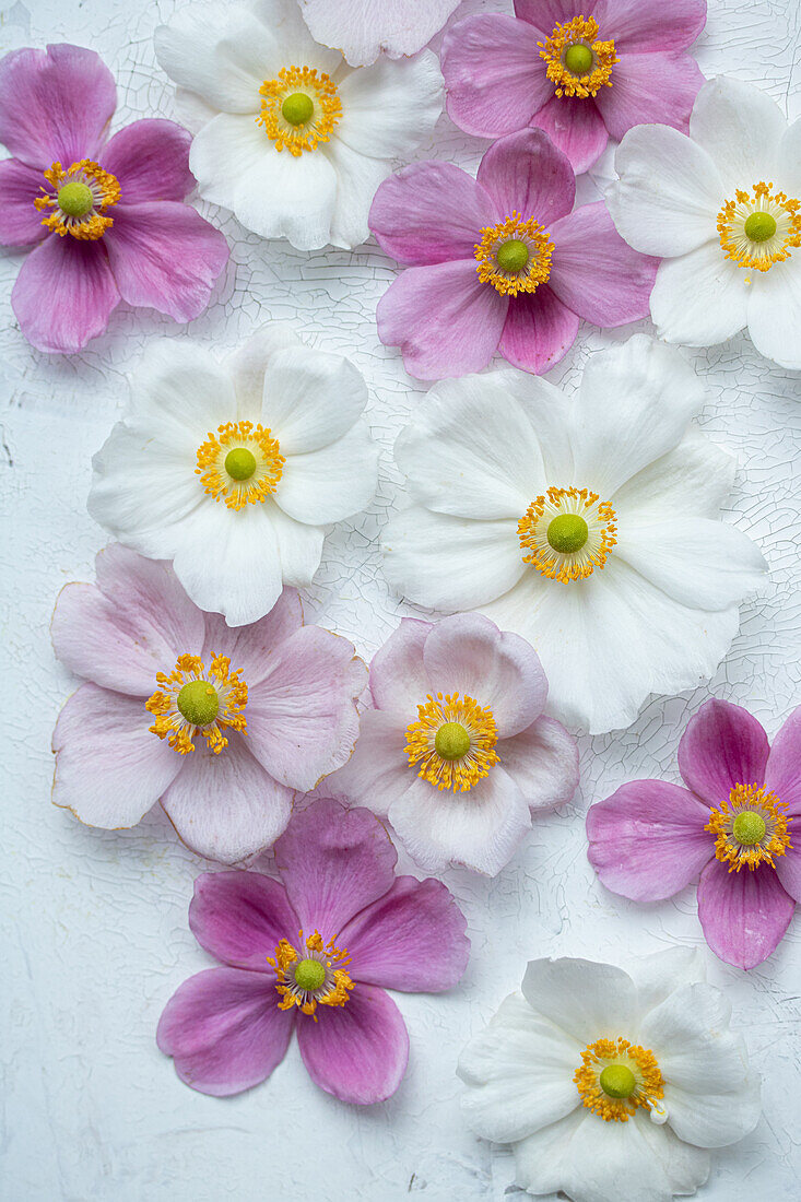 Flowers of autumn anemone (Anemone hupehensis) on a light background