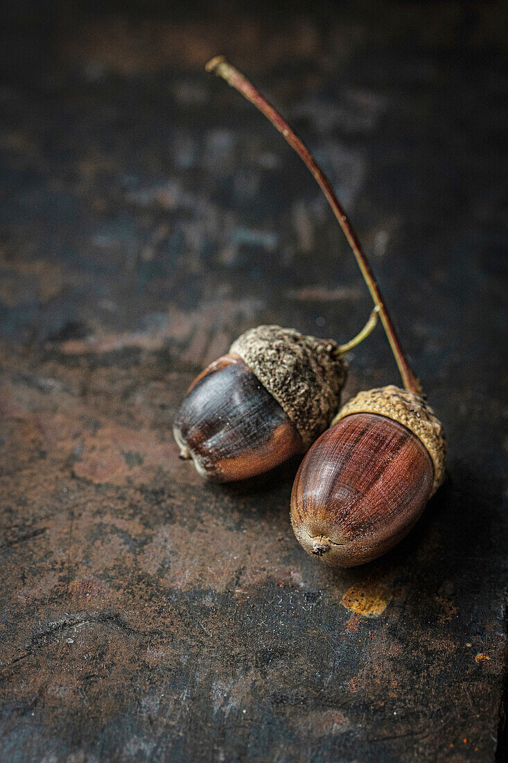 Two acorns (Quercus), on a rustic, dark background, close-up