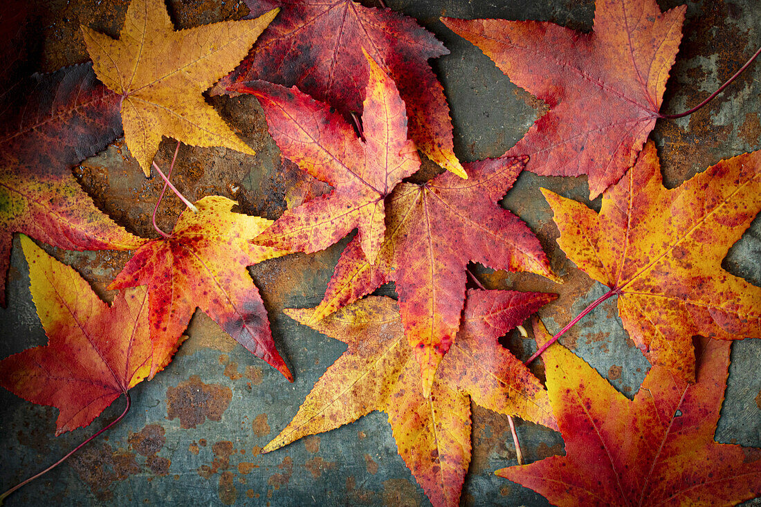 Amber tree (Liquidambar styraciflua) leaves in autumn colors on a rusty background