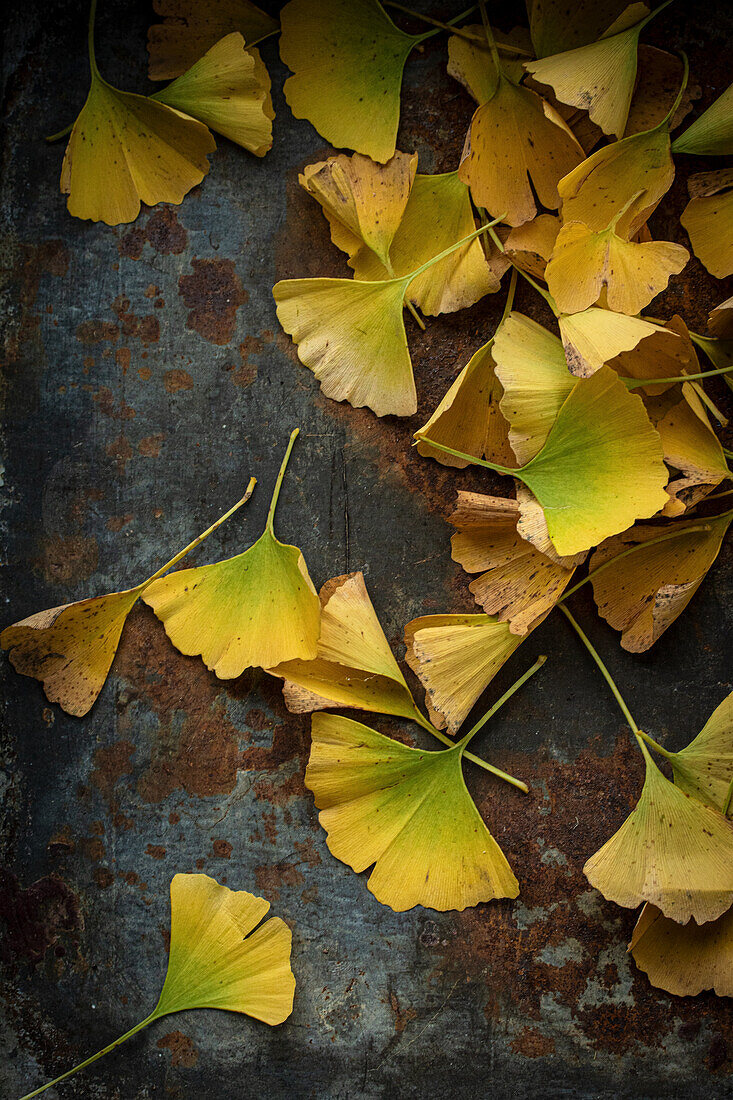 Yellow ginkgo leaves (Ginkgo biloba) on a rusty metal background