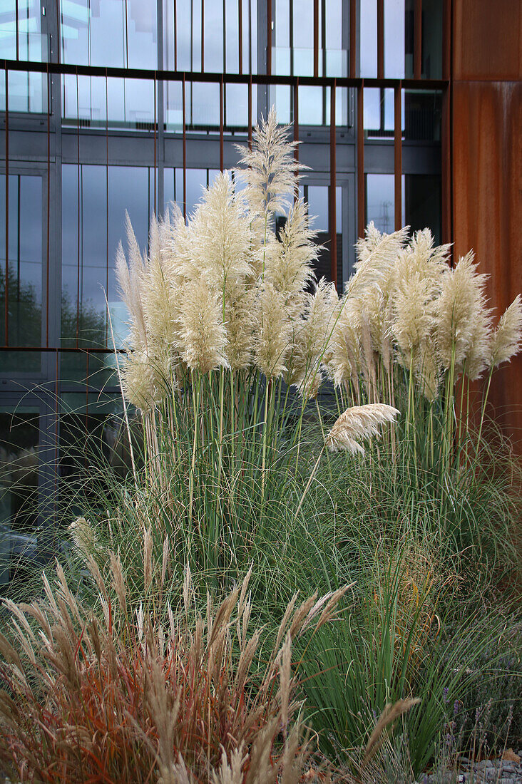 Pampas grass (Cortaderia selloana) in front of a modern building in autumn