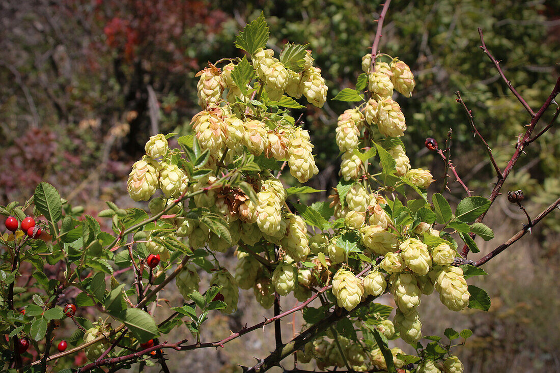 Female hops (Humulus lupulus) with ripe fruit in late summer