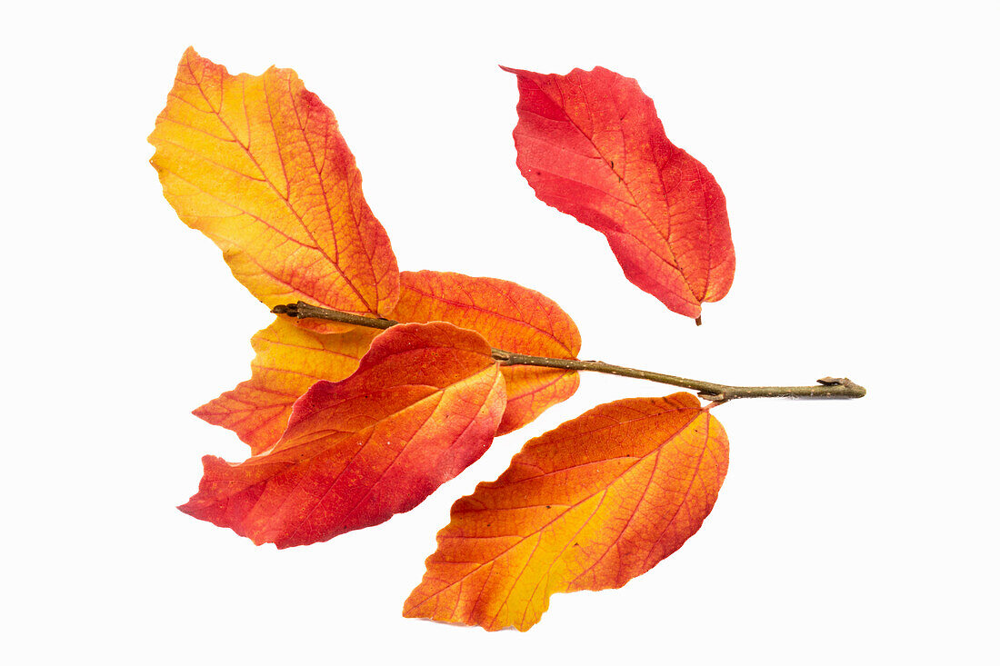 Autumn leaves of Persian ironwood (Parrotia persica) on a white background