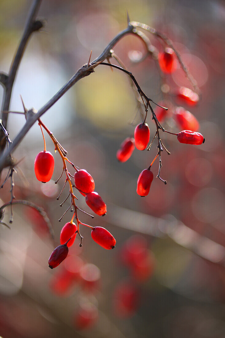 Früchte der Gewöhnlichen Berberitze (Berberis vulgaris) im Herbst, Portrait