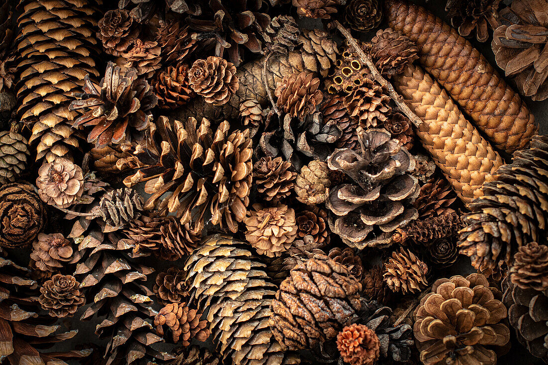 Close-up of various pine cones in different sizes and shapes