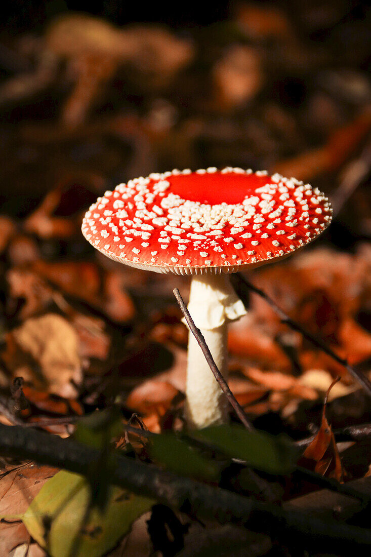 Fly agaric (Amanita muscaria) in the forest, close-up