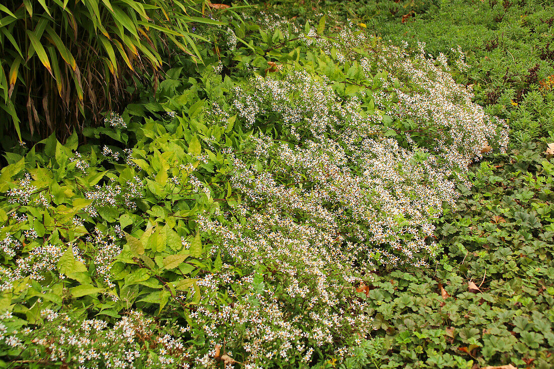 Waldastern (Aster divaricatus) im Gartenbeet