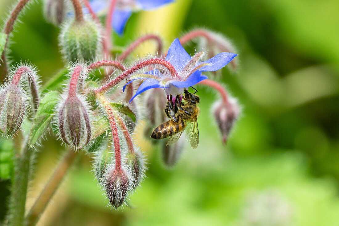 Close up einer Honigbiene auf einer Borretschblüte (Borago Officinalis), Gurkenkraut