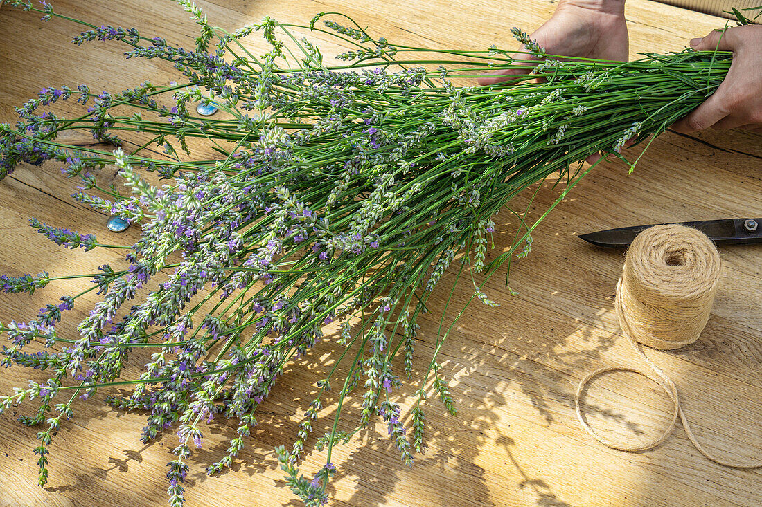 Lavendelblüten zusammenbinden (Lavandula)