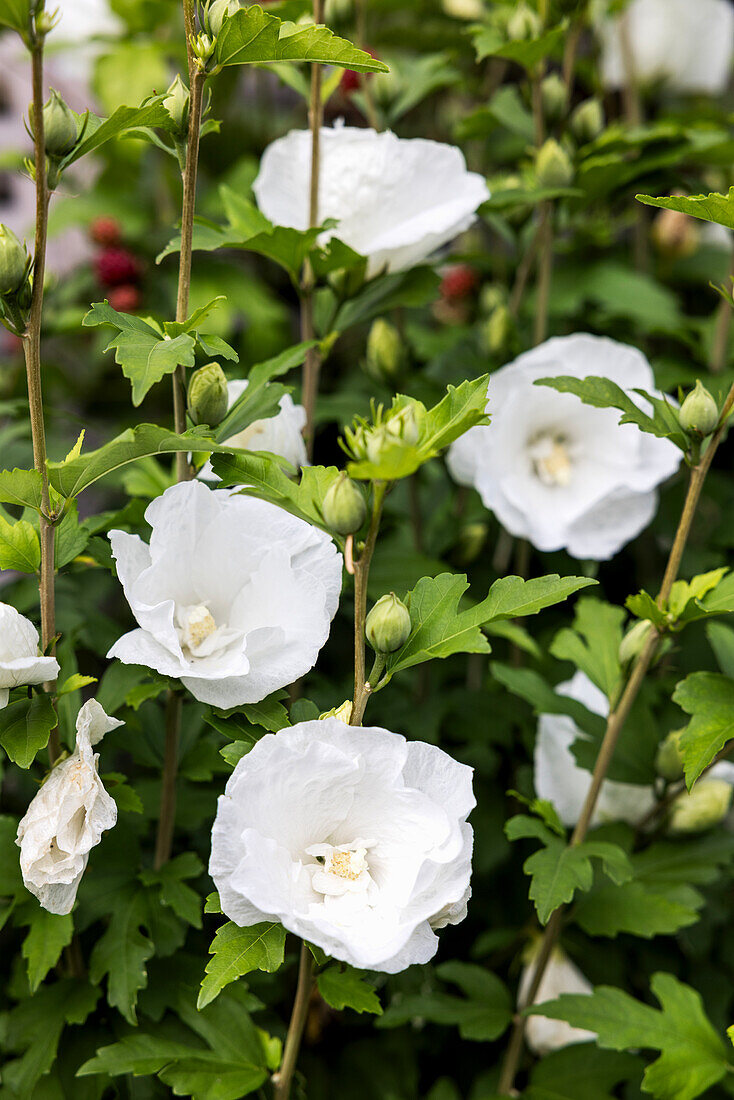 White flowering bush hibiscus (Hibiscus syriacus) in the garden bed, close-up