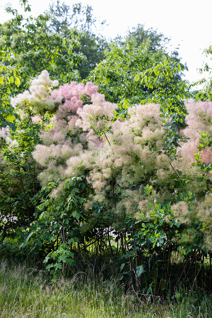 Blühender Perückenstrauch (Cotinus coggygria) im Garten