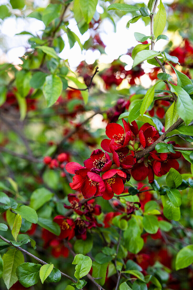 Flowering Japanese quince (Chaenomeles) with red flowers in the garden, close-up