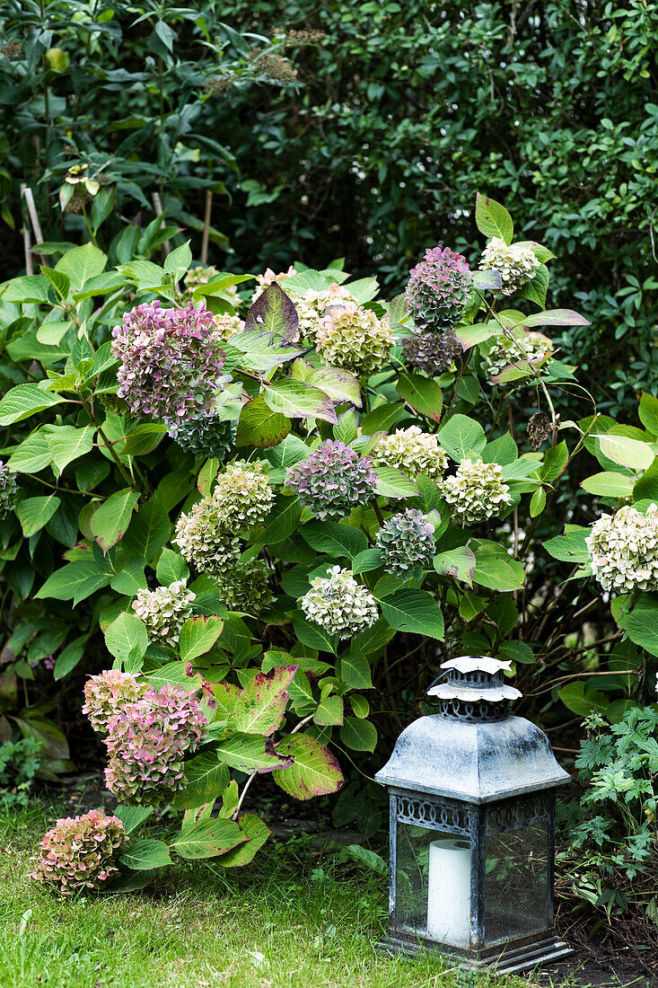 Hydrangea in bloom in the garden bed