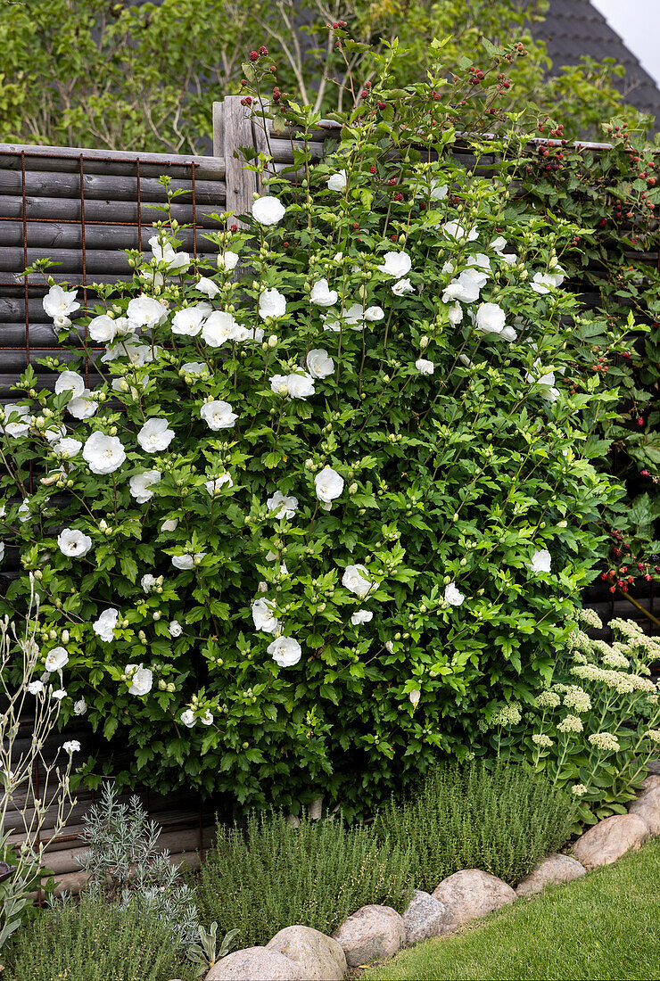 Weiß blühender Straucheibisch (Hibiscus syriacus)